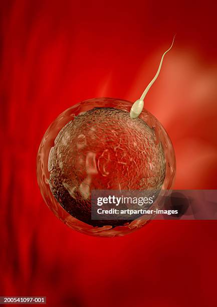 sperm inseminating ovum (digitally generated) - human egg stockfoto's en -beelden