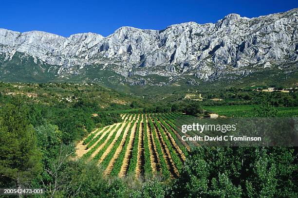 france, provence-alpes-cote d'azur, puyloubier, vineyards, summer - aix en provence stock pictures, royalty-free photos & images