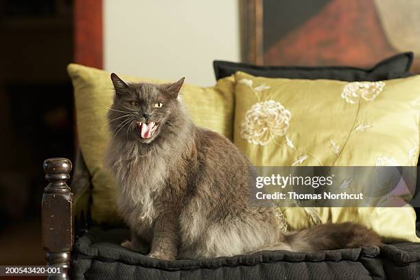 cat sitting on armchair, meowing - ニャーニャー鳴く ストックフォトと画像