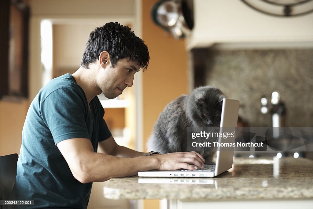 Katze sitzen neben Mann mit laptop in den domestic kitchen