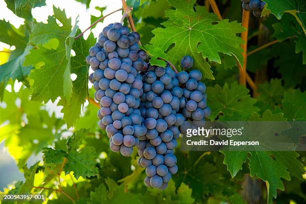 italy, tuscany, chianti, radda, sangiovese grapes on vine - rijp stockfoto's en -beelden