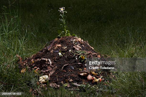 flower growing in compost heap - compost stock pictures, royalty-free photos & images