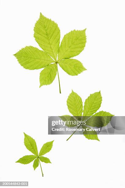 assorted horse chestnut leaves, close-up - chestnut tree stock pictures, royalty-free photos & images