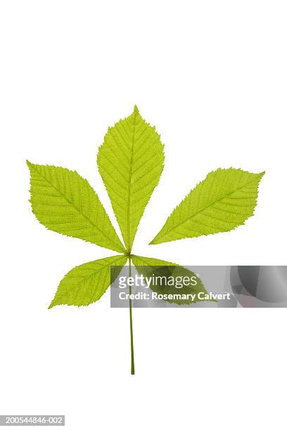 horse chestnut leaf, one leaflet fragmented, close-up - chestnut tree stock pictures, royalty-free photos & images