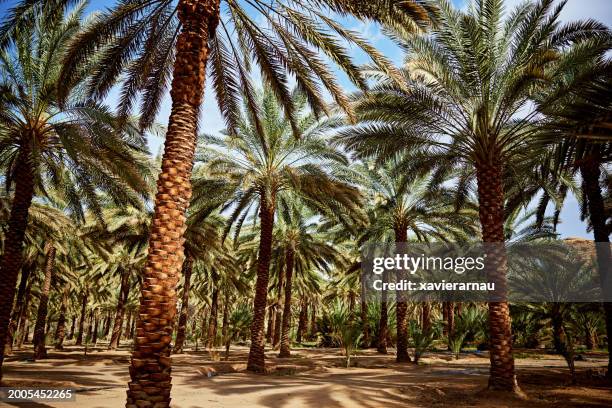date palm grove, saudi arabia - mada'in saleh stockfoto's en -beelden