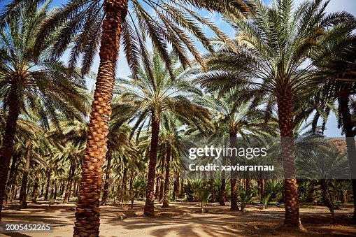 Date palm grove, Saudi Arabia