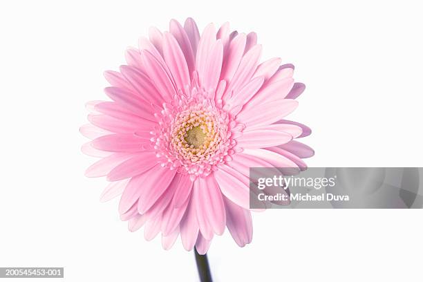 pink gerbera daisy against white background, close-up - gerbera photos et images de collection