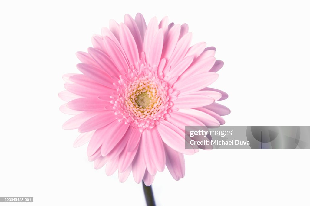 Pink Gerbera daisy against white background, close-up