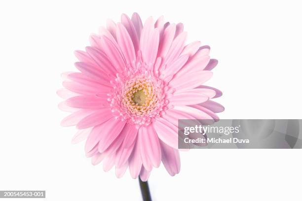 pink gerbera daisy against white background, close-up - gerbera daisy stock pictures, royalty-free photos & images