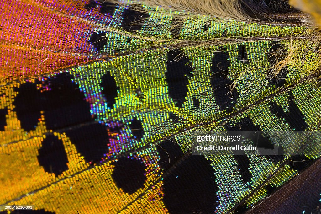 Sunset moth (Chrysiridia riphearia), close-up