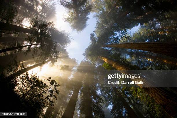 giant sequoia, upward view - giant sequoia stock-fotos und bilder