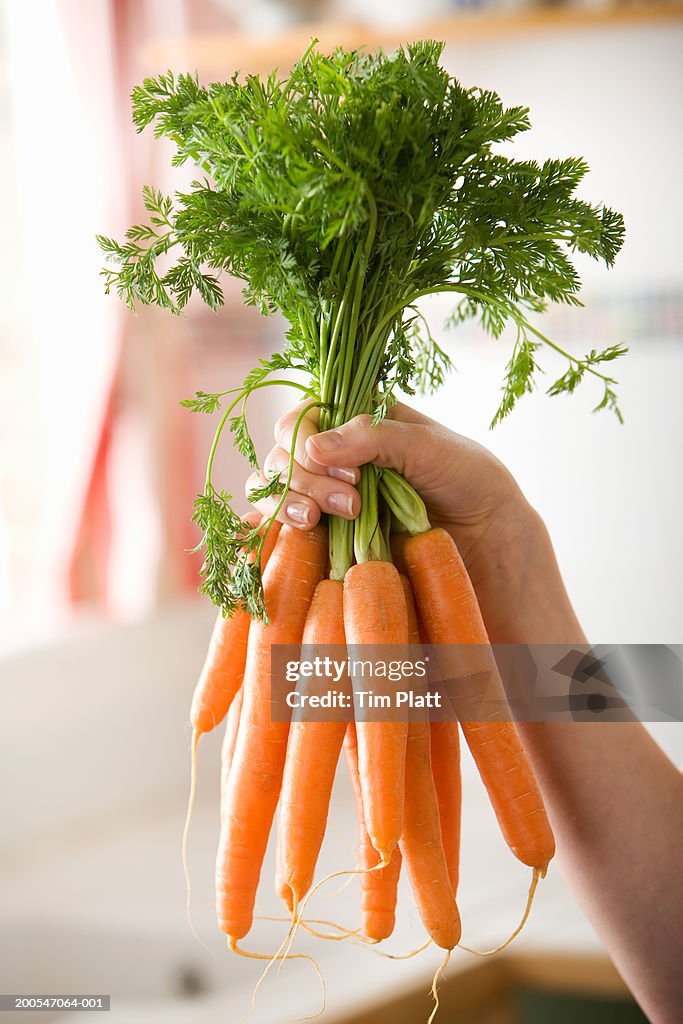 Female hand holding bunch of carrots, close-up