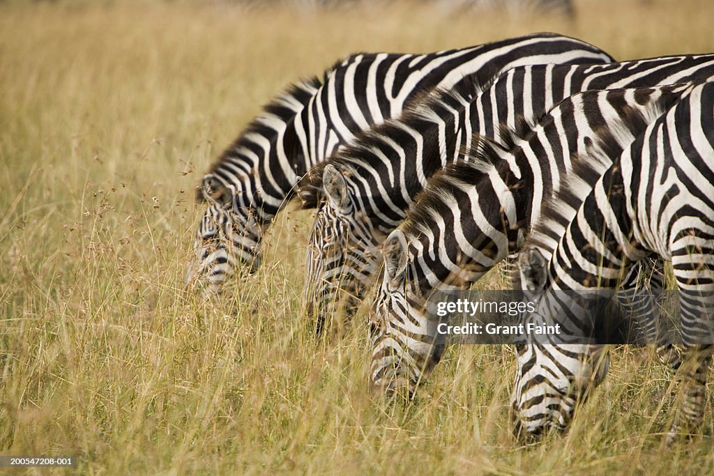 Group of zebras feeding on grass