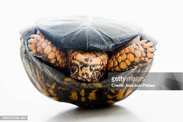 turtle (terrapene carolina carolina), inverted, front view, close-up - muschel close up studioaufnahme stock-fotos und bilder