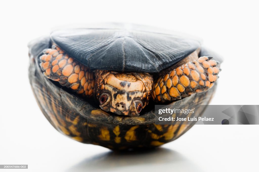 Turtle (Terrapene carolina carolina), inverted, front view, close-up