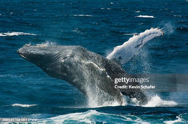 humpback whale (megaptera novaeangliae) breaching - whale breaching stock pictures, royalty-free photos & images