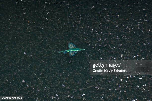 flying fish (exocoetus sp.) in krill swarm at night, overhead view - flying fish stock pictures, royalty-free photos & images