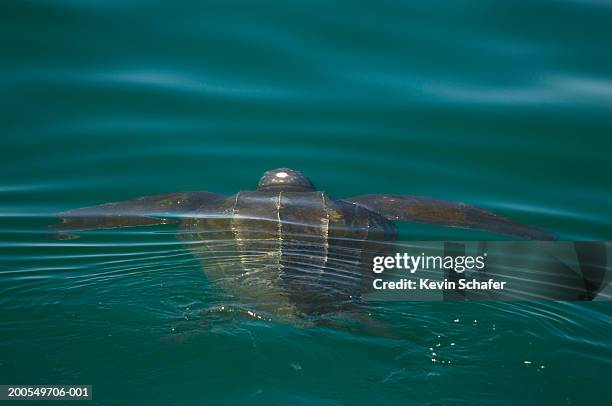 leatherback turtle (dermochelys coriacea) in sea - leatherback turtle stock pictures, royalty-free photos & images