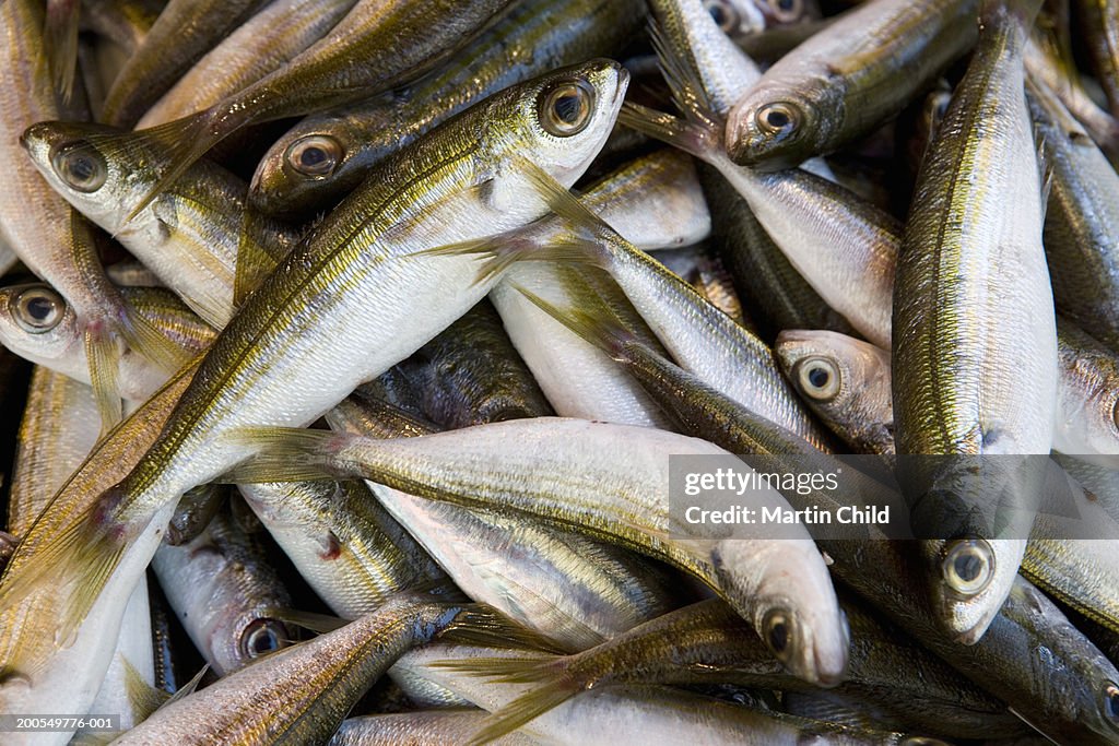 Pilchards and sardines, close-up