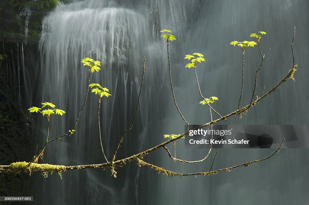 Vine maple (Acer circinatum) beside waterfall (focus on tree)