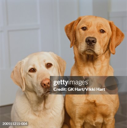 Golden And Yellow Labrador Dog Sitting In Front Of Door High-Res