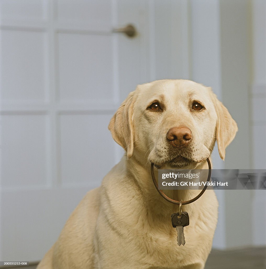 Yellow Labrador holding key in mouth, close-up