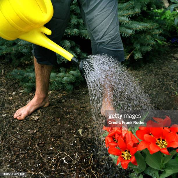 young man watering flower, close-up, low section - pitorro fotografías e imágenes de stock