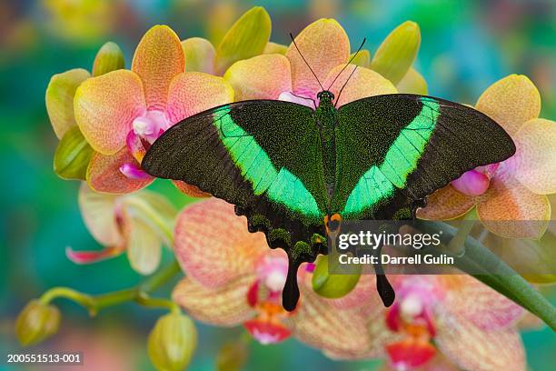 swallowtail butterfly (papilio palinurus) perching on orchid, close-up - papilio palinurus stock pictures, royalty-free photos & images