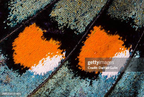 detail of pinevine swallowtail butterfly wing - butterfly background stock pictures, royalty-free photos & images