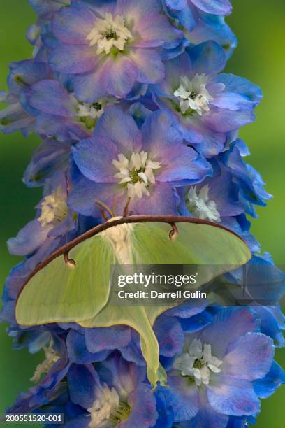 luna moth on blue delphinium flowers, close-up - luna moth stock pictures, royalty-free photos & images