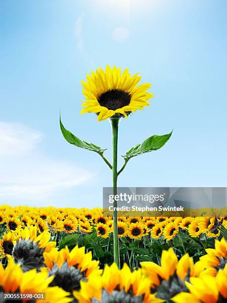 tall sunflower among small sunflower - sunflower stockfoto's en -beelden