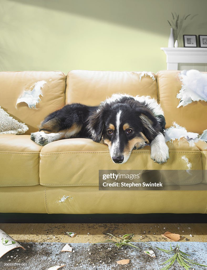 Dog sitting on torn sofa