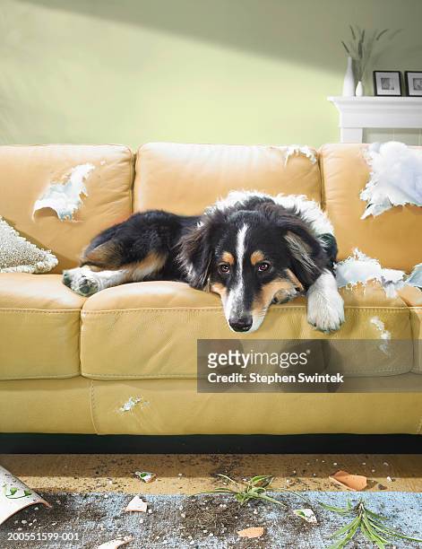 dog sitting on torn sofa - messy dog stock pictures, royalty-free photos & images
