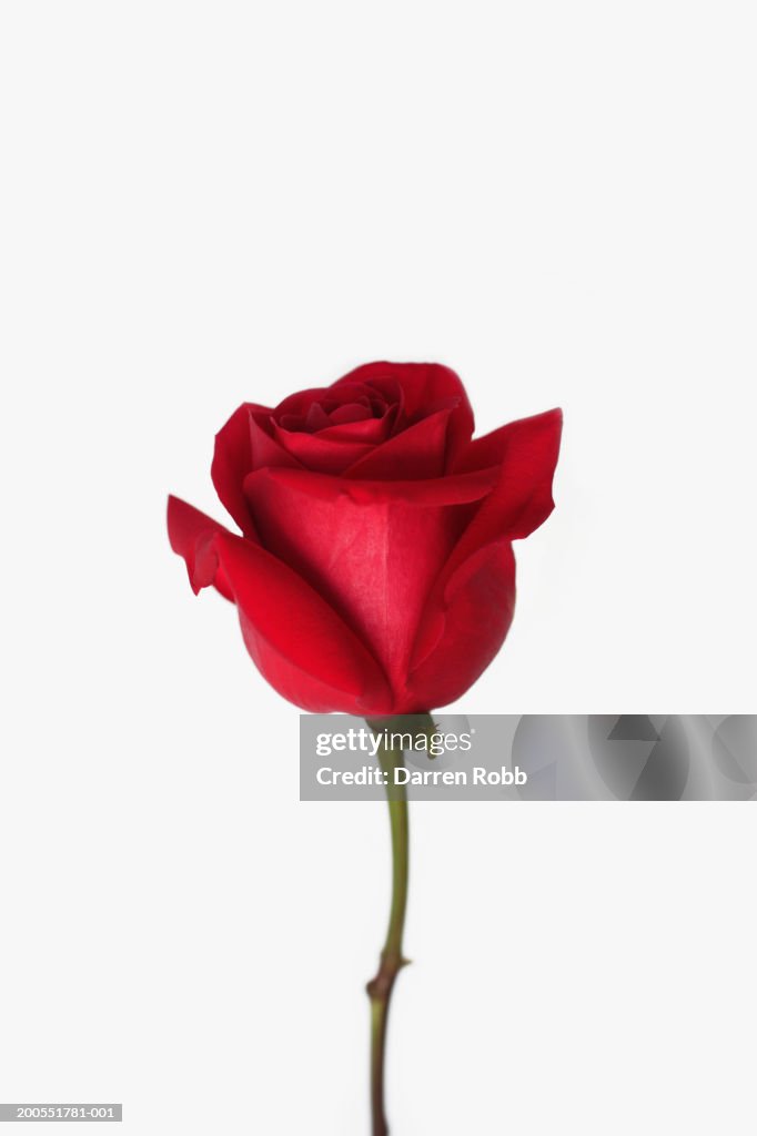 Red rose, close-up