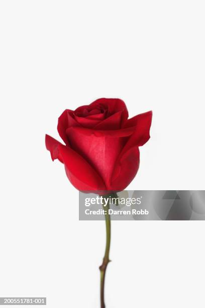 red rose, close-up - rose fotografías e imágenes de stock