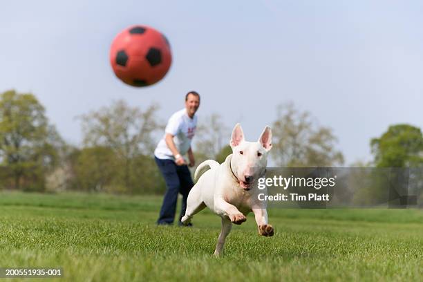 man with english bull terrier in park, dog chasing ball - bull terrier stock-fotos und bilder