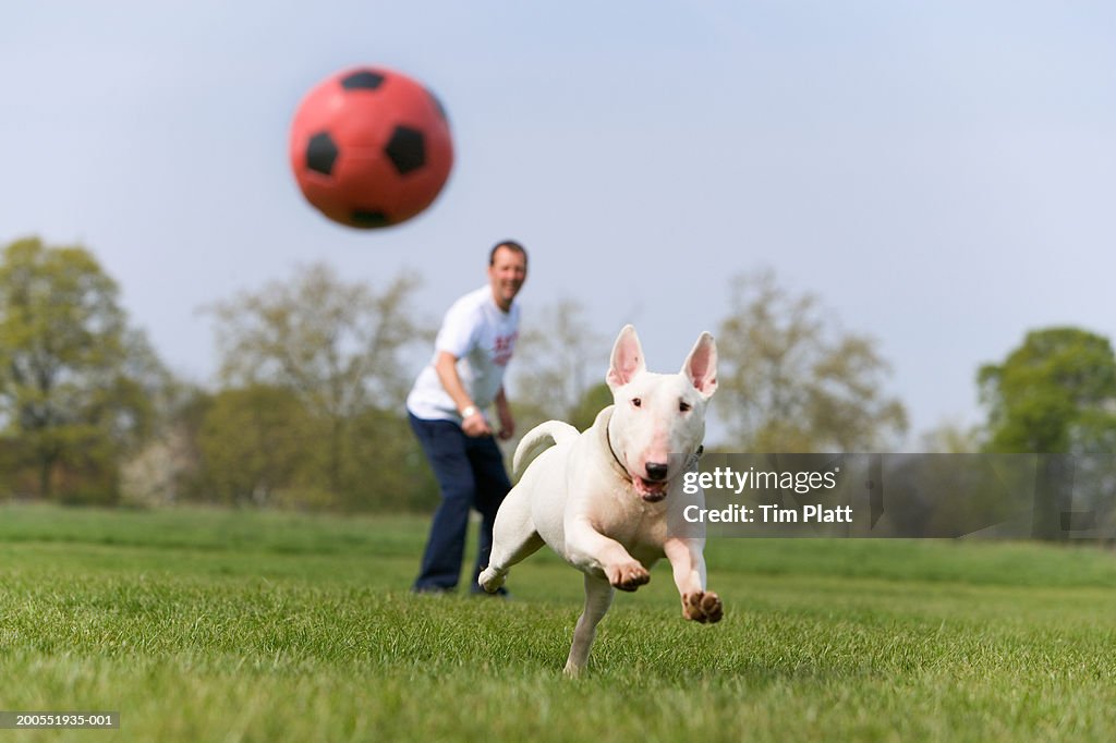 Man with English Bull Terrier in park, dog chasing ball