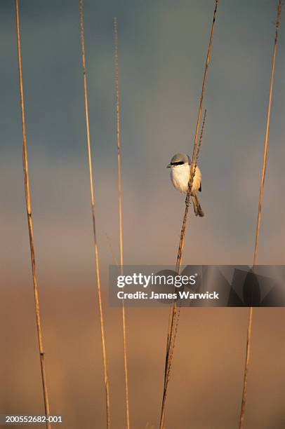 long-tailed shrike  (lanius schach) on grass stem - lanius schach stock pictures, royalty-free photos & images