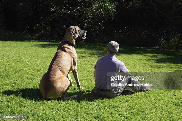 mature man with dog sitting in garden, rear view - グレートデン ストックフォトと画像