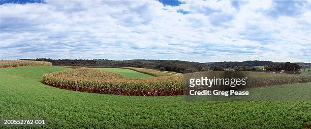 corn and alfalfa fields - alfalfa stock pictures, royalty-free photos & images