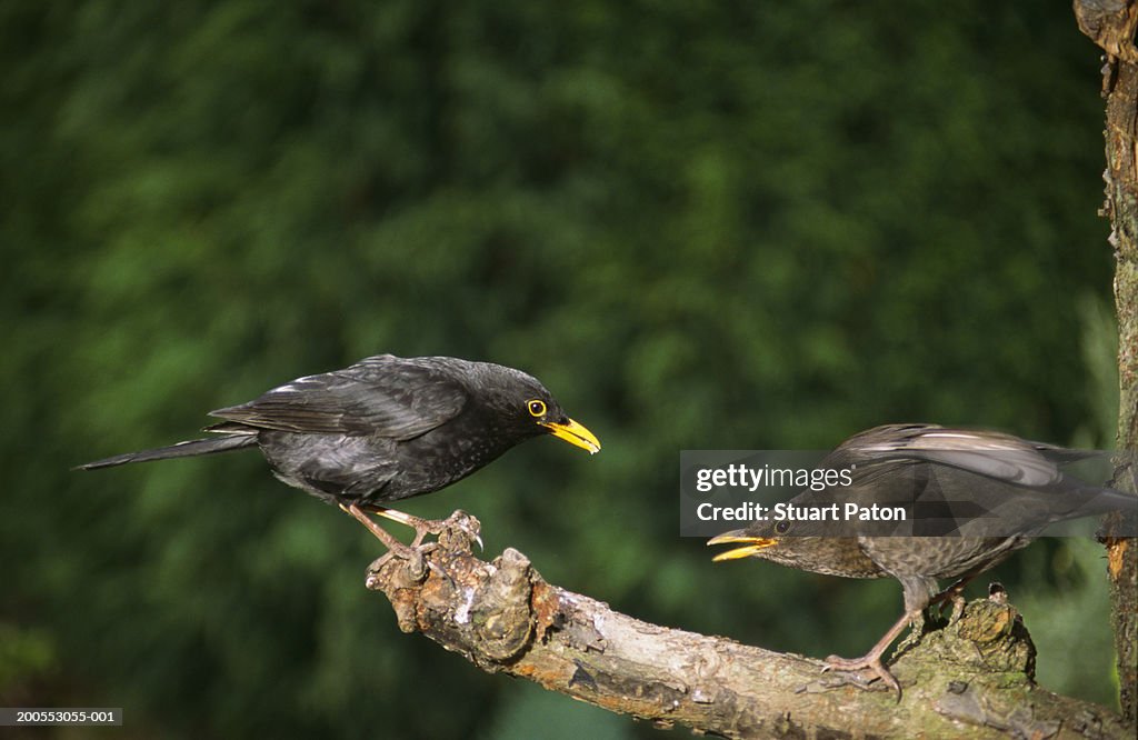 Two birds perched face to face on branch
