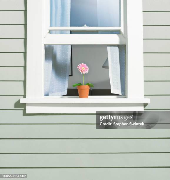 potted gerber daisy (gerbera jamesonii) on window sill of house - davanzale foto e immagini stock