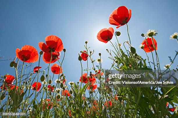 poppies against blue sky, low angle view - oriental poppy stockfoto's en -beelden