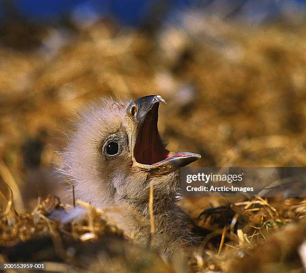 white-tailed eagle (haliaeetus albicilla) chick in nest - 白尾鷹 海雕 個照片及圖片檔