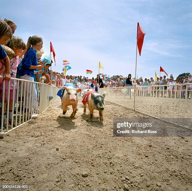 Pig Tracks Photos and Premium High Res Pictures - Getty Images