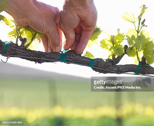 man tying wire onto vines in vineyard, close up of hands - tie close up stock-fotos und bilder
