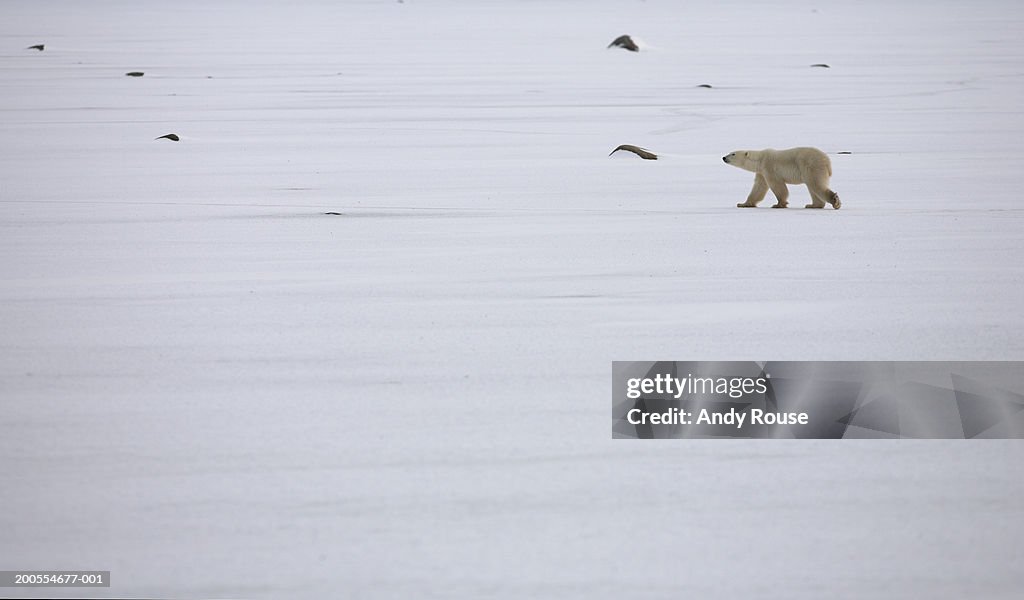 Polar bear (Ursus maritimus) walking on ice, side view