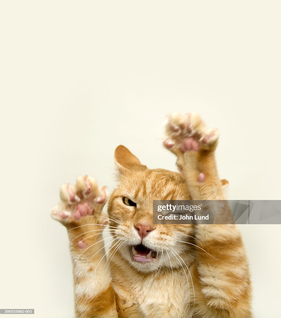 Ginger cat, studio shot