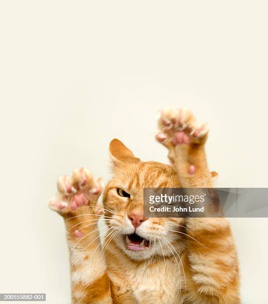 ginger cat, studio shot - ginger cat stockfoto's en -beelden