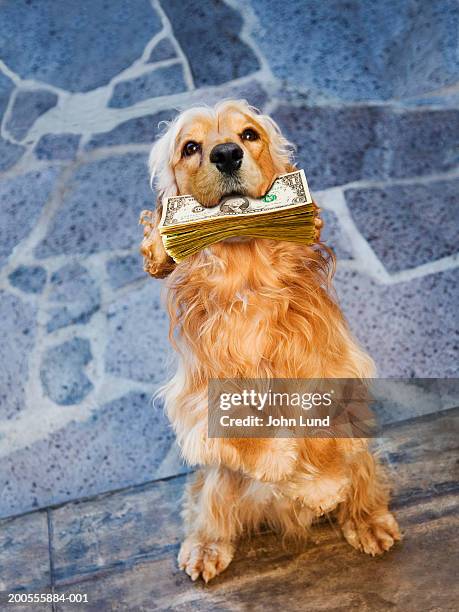 dog holding pile of paper currency in mouth - bocca di animale foto e immagini stock